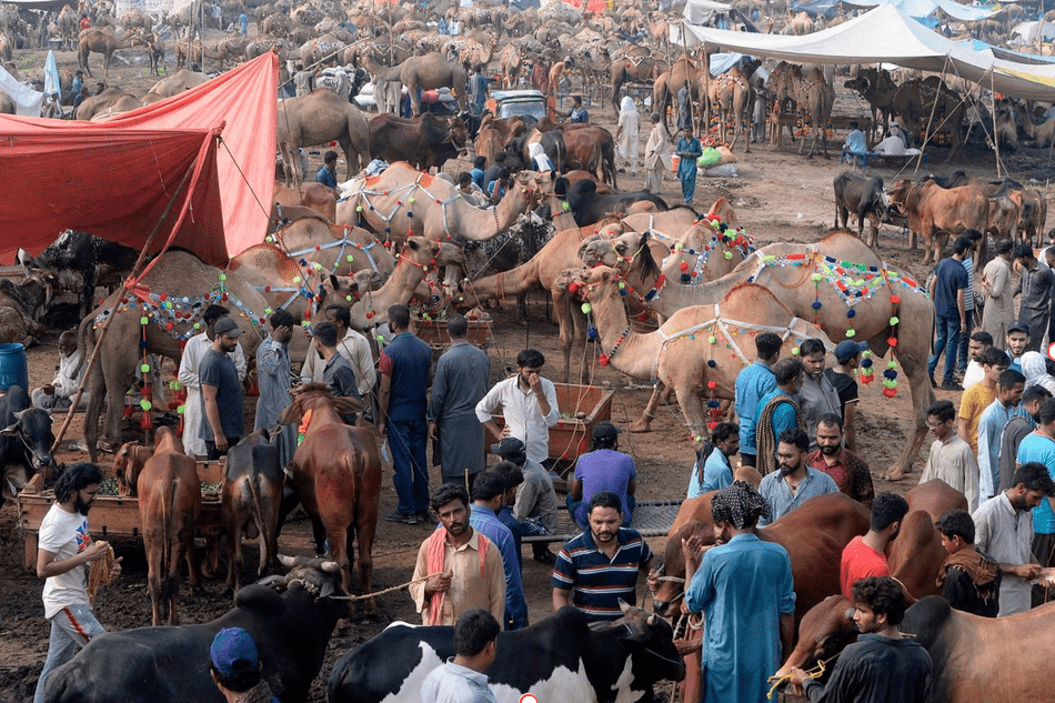 Eid ul Azha: The Festival of Sacrifice, Faith, and Togetherness